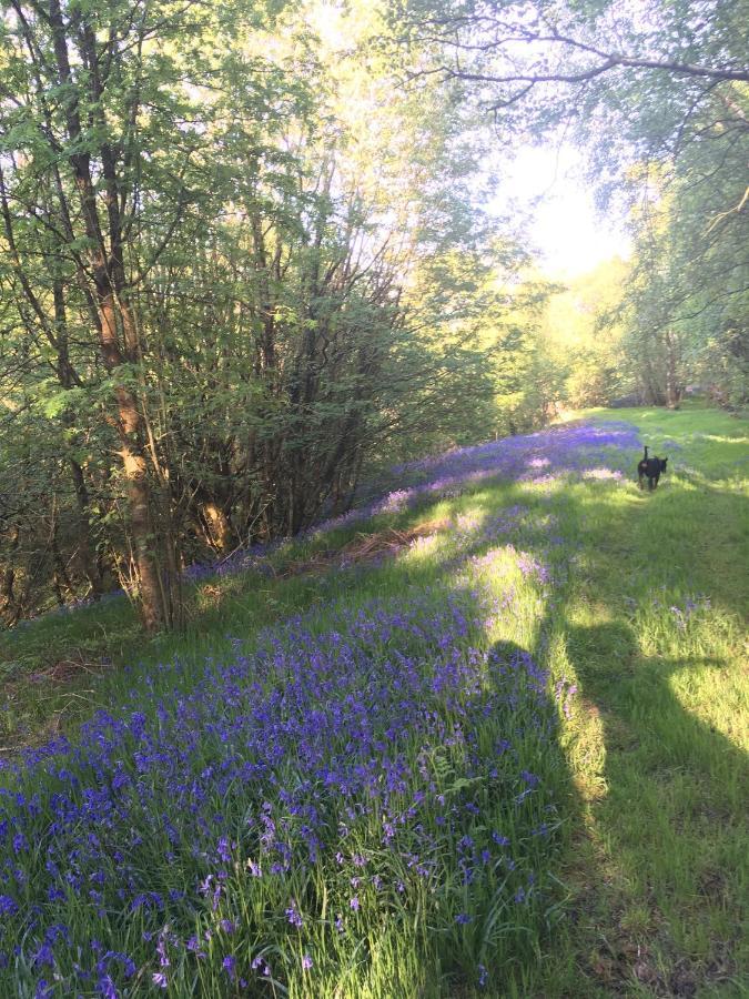 Belan Bluebell Woods Shepherds Hut Llanidloes Exterior foto